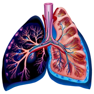 Pulmonary Circulation Diagram Png Spd PNG image