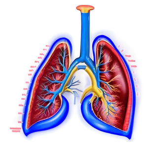 Pulmonary System Chart Png 80 PNG image