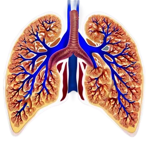 Pulmonary System Chart Png Urr PNG image