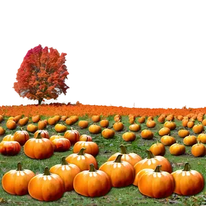 Pumpkin Patch And Fall Foliage Png Tlg13 PNG image