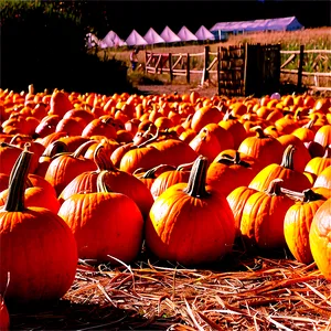 Pumpkin Patch Picking Experience PNG Hqt