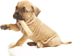 Puppy Chewing Bone PNG image