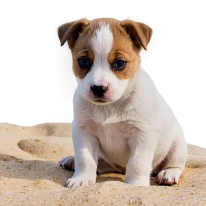 Puppy On Beach PNG 05062024 PNG