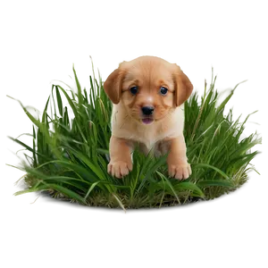 Puppy On Grass PNG 05062024