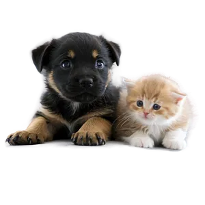 Puppy With Kitten PNG 05062024 PNG