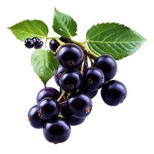 Pure Elderberry PNG 06252024