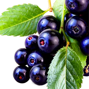 Pure Elderberry Png 80 PNG image