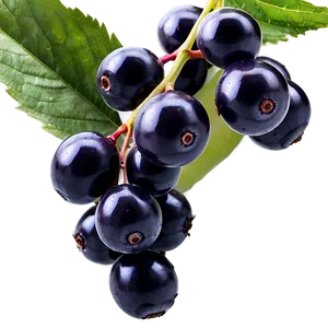 Pure Elderberry PNG Lse25 PNG
