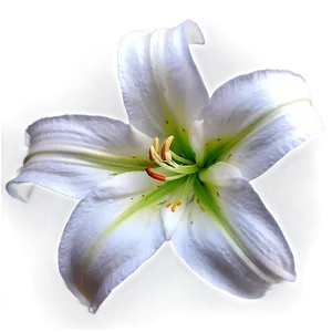 Pure White Lily PNG 31 PNG