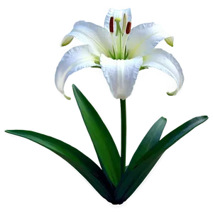 Pure White Lily PNG Jjj PNG
