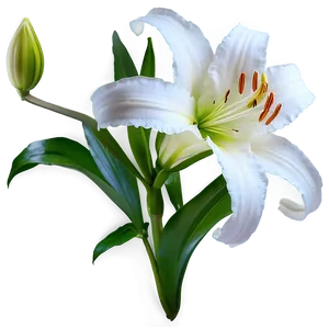 Pure White Lily PNG Snr74 PNG
