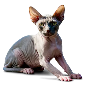 Purebred Sphynx Cat Png 06252024 PNG image