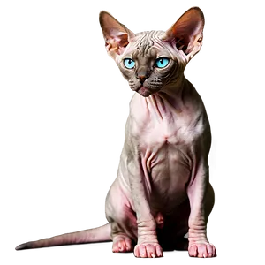 Purebred Sphynx Cat Png 06252024 PNG image