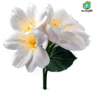 "purity Petals: White Flower PNG" C