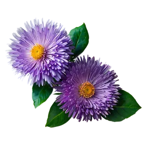 Purple Aster PNG Fjw49