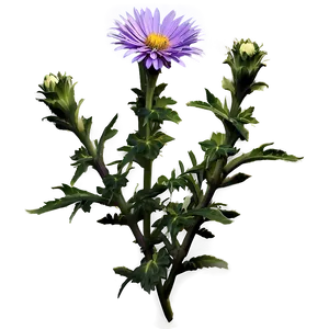 Purple Aster PNG Nwq
