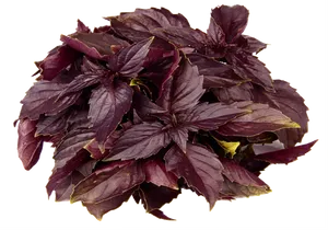 Purple Basil Leaves Cluster.png PNG image