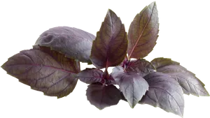 Purple Basil Leaves.png PNG image