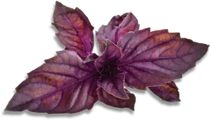 Purple Basil Leaves.png PNG image