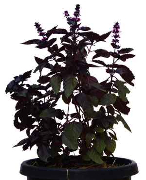 Purple Basil Plantin Pot