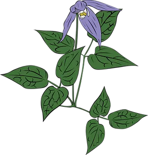 Purple Bell Flower Illustration PNG image