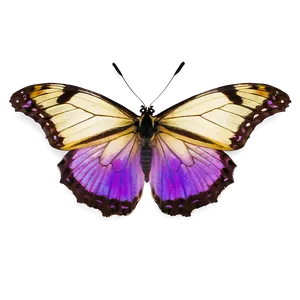 Purple Butterfly On White Png Daq45 PNG image