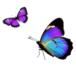 Purple Butterfly On White Png Xio96 PNG image