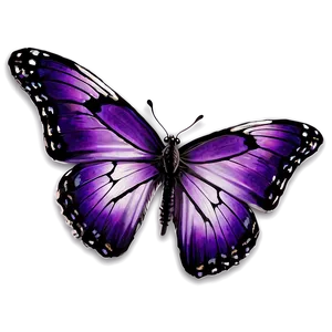 Purple Butterfly PNG 22