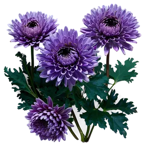 Purple Chrysanthemum PNG 05242024 PNG