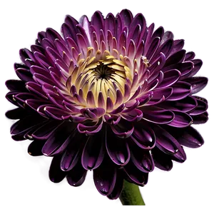 Purple Chrysanthemum PNG 05242024 PNG