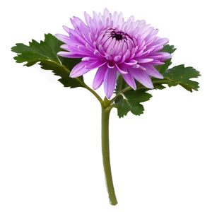 Purple Chrysanthemum PNG 83 PNG