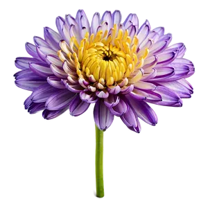 Purple Chrysanthemum PNG Iby PNG