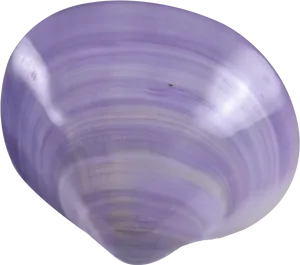 Purple Clam Shell PNG image