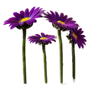 Purple Daisy PNG 05242024