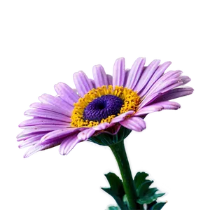 Purple Daisy PNG 77