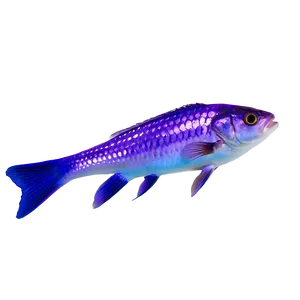 Purple Fish PNG Eyn36