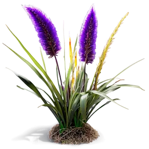 Purple Fountain Grass Png 06212024 PNG image