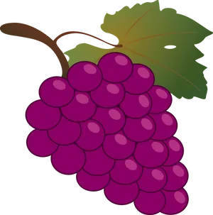 Purple Grape Cluster Illustration