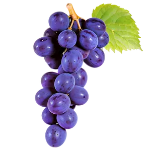 Purple Grape PNG Mkb56