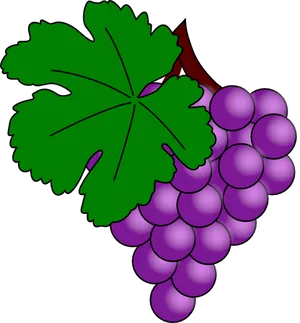 Purple Grapes Cluster Illustration PNG image