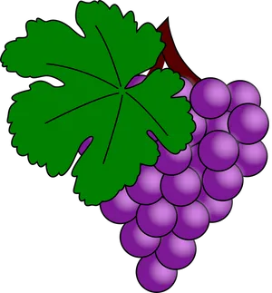 Purple Grapes Cluster Illustration