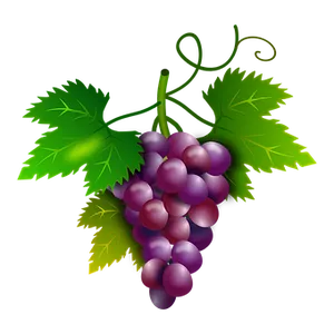 Purple Grapes Cluster Illustration PNG image