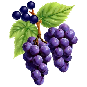 Purple Grapes Png Dcn PNG image