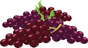 Purple Grapes Vector Illustration PNG image