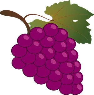 Purple Grapes Vector Illustration PNG image