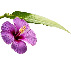Purple Hibiscus PNG 05242024