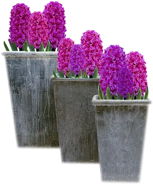 Purple Hyacinth Flowersin Pots PNG image