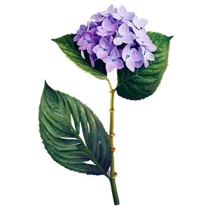 Purple Hydrangea Png 05242024 PNG image