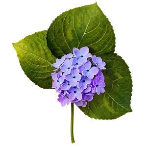 Purple Hydrangea Png Mus PNG image