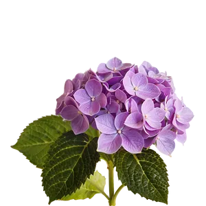 Purple Hydrangea Png Yhn PNG image